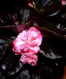 Begonia